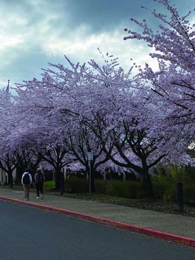 Cherry Blossoms photographed by Gracie Lancaster.